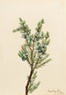 Juniperus sibirica - Mary Vaux Walcott — widok dzieła