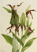 Sabot de Vénus des montagnes Cypripedium montanum - Mary Vaux Walcott — widok dzieła
