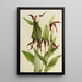 Sabot de Vénus des montagnes Cypripedium montanum - Mary Vaux Walcott — oprawiony obraz na ścianie