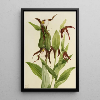 Mary Vaux Walcott - Mountain Ladys Slipper Cypripedium montanum.webp