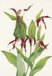 Sabot de Vénus des montagnes Cypripedium montanum - Mary Vaux Walcott — widok dzieła