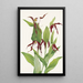 Sabot de Vénus des montagnes Cypripedium montanum - Mary Vaux Walcott — oprawiony obraz na ścianie