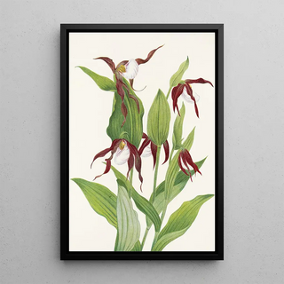 Mary Vaux Walcott - Mountain Ladyslipper Cypripedium montanum.webp