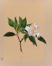Laurier des montagnes Kalmia latifolia - Mary Vaux Walcott — widok dzieła