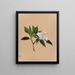 Laurier des montagnes Kalmia latifolia - Mary Vaux Walcott — oprawiony obraz na ścianie