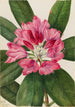 Rhododendron des montagnes Rhododendron catawbiense - Mary Vaux Walcott — widok dzieła