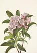 Laurier des montagnes Kalmia latifolia - Mary Vaux Walcott — widok dzieła