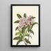 Laurier des montagnes Kalmia latifolia - Mary Vaux Walcott — oprawiony obraz na ścianie