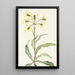 Senecio lugubre Senecio lugens - Mary Vaux Walcott — oprawiony obraz na ścianie