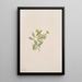 Fleur de musc Mimulus moschatus - Mary Vaux Walcott — oprawiony obraz na ścianie