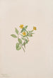 Fleur de musc Mimulus moschatus - Mary Vaux Walcott — widok dzieła