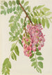Robinier z Nowego Meksyku Robinia neomexicana - Mary Vaux Walcott — widok dzieła
