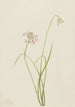 Oignon penché Allium cernuum - Mary Vaux Walcott — widok dzieła