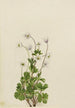 Anemone du Nord Anemone parviflora - Mary Vaux Walcott — widok dzieła