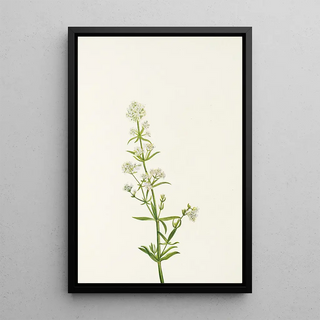 Mary Vaux Walcott - Northern Bedstraw Galium boreale.webp