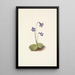 Grassette du Nord Pinguicula vulgaris - Mary Vaux Walcott — oprawiony obraz na ścianie