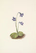 Grassette du Nord Pinguicula vulgaris - Mary Vaux Walcott — widok dzieła