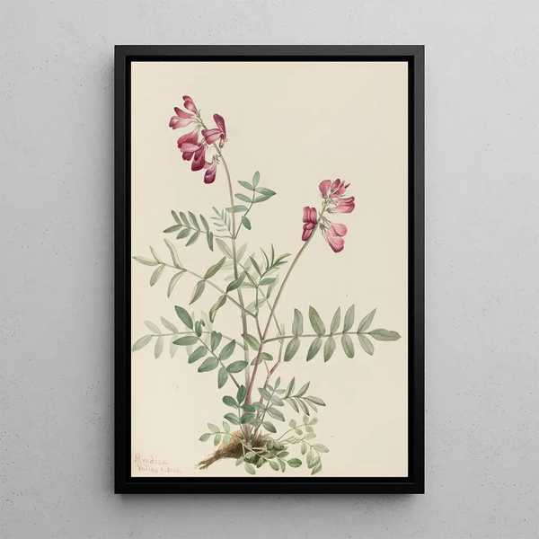 Mary Vaux Walcott - Northern Hedysarum Hedysarum boreale.webp