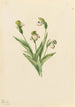Sabot de Vénus z Północnego Cypripedium passerinum - Mary Vaux Walcott — widok dzieła