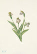 Sabot de Vénus z Północnego Cypripedium passerinum - Mary Vaux Walcott — widok dzieła