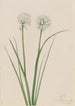 Cebula Północna Allium sibiricum - Mary Vaux Walcott — widok dzieła