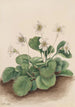 Dzwoneczki Oconee Shortia galacifolia - Mary Vaux Walcott — widok dzieła