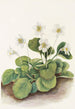 Dzwoneczki Oconee Shortia galacifolia - Mary Vaux Walcott — widok dzieła