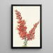 Ocotillo Fouquieria splendens - Mary Vaux Walcott — oprawiony obraz na ścianie