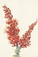 Ocotillo Fouquieria splendens - Mary Vaux Walcott — widok dzieła