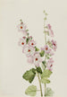 Mauve globus z pomarańczowym okiem Sphaeralcea davidsonii - Mary Vaux Walcott — widok dzieła