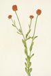 Polygale pomarańczowa Polygala lutea - Mary Vaux Walcott — widok dzieła