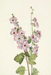 Mauve globe à œil orange Sphaeralcea davidsonii - Mary Vaux Walcott — widok dzieła