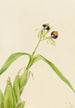 orchidei Epidendrum cochleatum - Mary Vaux Walcott — widok dzieła