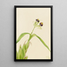 orchidei Epidendrum cochleatum - Mary Vaux Walcott — oprawiony obraz na ścianie