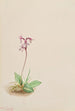 Orchis Orchis rotundifolia - Mary Vaux Walcott — widok dzieła