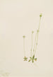 Oxytropis aepicola - Mary Vaux Walcott — widok dzieła
