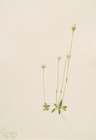 Mary Vaux Walcott - Oxytropis aepicola.webp