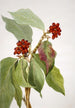 Cornus nuttallii 2 - Mary Vaux Walcott — widok dzieła