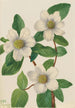 Cornus nuttallii - Mary Vaux Walcott — widok dzieła