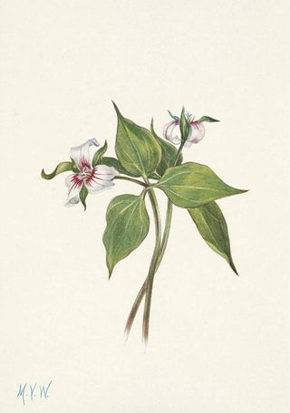 Mary Vaux Walcott - Painted Trillium Trillium undulatum.webp
