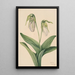 Sabot de la Vierge pâle Cypripedium acaule - Mary Vaux Walcott — oprawiony obraz na ścianie