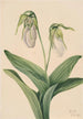 Sabot de la Vierge pâle Cypripedium acaule - Mary Vaux Walcott — widok dzieła
