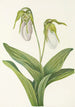 Sabot de la Vierge pâle Cypripedium acaule - Mary Vaux Walcott — widok dzieła