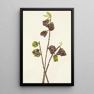 Mary Vaux Walcott - Papaw Asimina triloba.webp