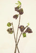 Asiminier trilobé Asimina triloba - Mary Vaux Walcott — widok dzieła