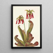 Sarracénie perroquet Sarracenia psittacina - Mary Vaux Walcott — oprawiony obraz na ścianie