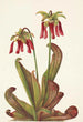 Sarracénie perroquet Sarracenia psittacina - Mary Vaux Walcott — widok dzieła