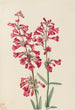 Penstémon de Parry Penstemon parryi - Mary Vaux Walcott — widok dzieła