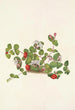 Mitchella rampante Mdtchella repens - Mary Vaux Walcott — widok dzieła
