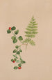 Mitchella rampante Mitchella repens - Mary Vaux Walcott — widok dzieła